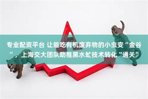 专业配资平台 让能吃有机废弃物的小虫变“金谷”，上海交大团队助推黑水虻技术转化“通关”